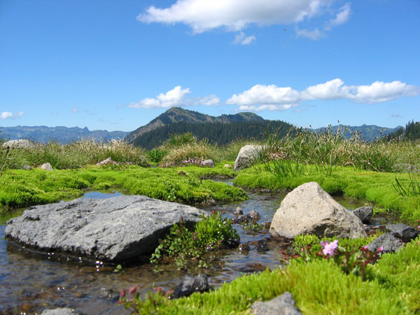 pic:  stream, moss, peaks in Mt. Baker National Forest