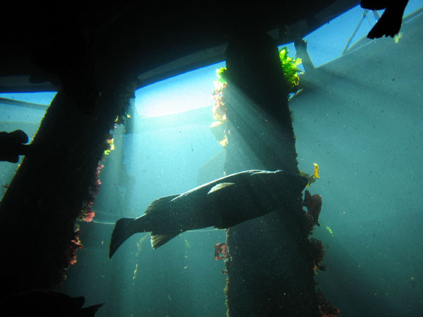 pic:  dome tank at Seattle Aquarium