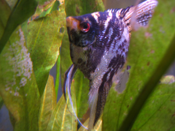 Picture:  Angelfish and Eggs