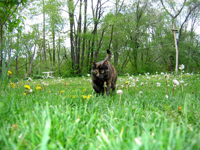 pic:  huntress piglet