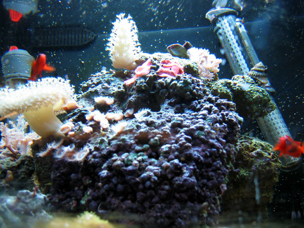 picture:  reef tank