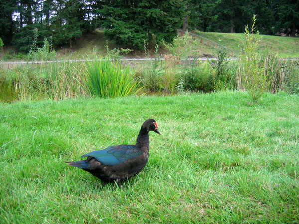 pic: muscovey duckie