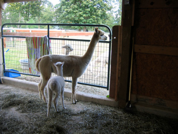pic: cria Sugar Baby with mother