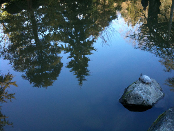 Turtle in Reflective Pond