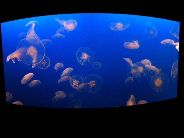 vancouver_jellyfish.jpg